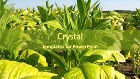 Presentation with tobacco - Beautiful presentation theme featuring tobacco plants backdrop and a tawny brown colored foreground
