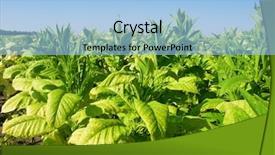  Presentation with tobacco - PPT theme having tobacco plants background and a light blue colored foreground