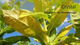  Presentation with tobacco - Audience pleasing slides consisting of  backdrop and a  colored foreground