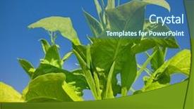  Presentation with tobacco - Slide set consisting of tobacco plants background and a ocean colored foreground