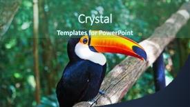  Presentation with h7n9 bird flu - Presentation design with toco toucan in a zoo background and a ocean colored foreground