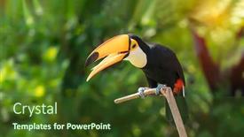  Presentation with tropical - Amazing presentation having toco-toucan-in-the-reserve backdrop and a tawny brown colored foreground