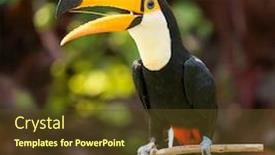  Presentation with birds - Presentation theme consisting of toco-toucan-in-the-reserve background and a tawny brown colored foreground