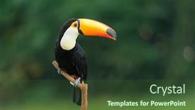  Presentation with birds - Amazing presentation theme having toco-toucan-in-the-reserve backdrop and a tawny brown colored foreground