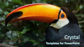  Presentation with keel billed toucan also known - Colorful slide deck enhanced with toucans - toco toucan ramphastos toco also backdrop and a wine colored foreground