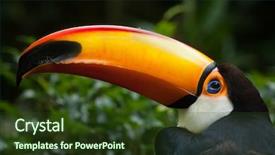  Presentation with keel billed toucan also known - Beautiful slide deck featuring toucans - toco toucan ramphastos toco also backdrop and a tawny brown colored foreground