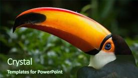  Presentation with keel billed toucan also known - Beautiful presentation theme featuring toucans - toco toucan ramphastos toco also backdrop and a tawny brown colored foreground