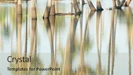  Presentation with flood - Slide deck with toddy palm - reflection of sugarpalm tree trunks background and a  colored foreground