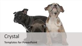  Presentation with bully - Audience pleasing slide set consisting of together and looking away being backdrop and a light gray colored foreground