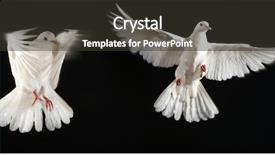  Presentation with fly - Audience pleasing PPT layouts consisting of holy gorund - two pigeon fly together backdrop and a dark gray colored foreground