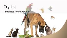 Presentation with pets - Cool new slide deck with togheter - group of pets together isolated backdrop and a white colored foreground