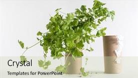  Presentation with seedling - Colorful PPT layouts enhanced with toilet paper roll recycled as a seedling planters backdrop and a soft green colored foreground