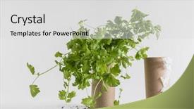  Presentation with seedling - Presentation theme featuring upcycling - toilet paper roll recycled background and a light gray colored foreground