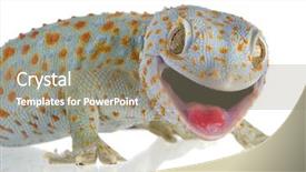  Presentation with animal pets on white - Audience pleasing PPT theme consisting of tokay gecko - gekko gecko backdrop and a gray colored foreground