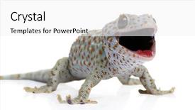  Presentation with background - Cool new presentation theme with tokay gecko - gekko gecko backdrop and a white colored foreground