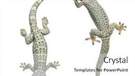  Presentation with green gold and white - PPT theme consisting of tokay gecko - gekko gecko background and a white colored foreground