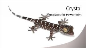  Presentation with portrait of a horse - Slide deck having tokay gecko gekko gecko portrait background and a white colored foreground