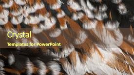  Presentation with chicken - Presentation theme having tollbunt tricolor polish chicken feather background and a tawny brown colored foreground