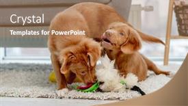  Presentation with puppy - Audience pleasing presentation theme consisting of toller-puppy-having-fun backdrop and a coral colored foreground