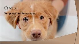  Presentation with fun - Amazing presentation having toller-puppy-having-fun backdrop and a coral colored foreground