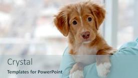  Presentation with puppy - Cool new PPT layouts with toller-puppy-having-fun backdrop and a light blue colored foreground