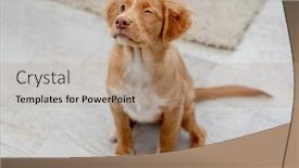  Presentation with fun - Presentation design having toller-puppy-having-fun background and a coral colored foreground