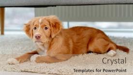 Presentation with fun - Slide deck with toller-puppy-having-fun background and a coral colored foreground