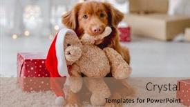  Presentation with dog christmas - Slide set with toller-retriever-dog-in-christmas background and a coral colored foreground
