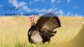  Presentation with turkey - Colorful PPT theme enhanced with tom-turkey-meleagris-gallopavo-strutting backdrop and a teal colored foreground