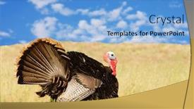  Presentation with turkey - Cool new PPT layouts with tom-turkey-meleagris-gallopavo-strutting backdrop and a light blue colored foreground