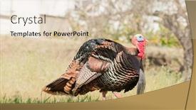  Presentation with turkey - Amazing theme having tom-turkey-struting-looking backdrop and a lemonade colored foreground