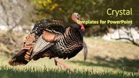  Presentation with turkey - Slide set enhanced with tom-turkey-strutting-looking background and a tawny brown colored foreground