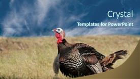  Presentation with turkey - Cool new presentation with tom-turkey-strutting-looking backdrop and a ocean colored foreground