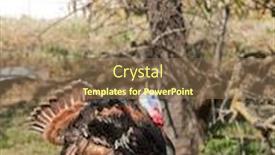  Presentation with turkey - Presentation theme enhanced with tom-turkey-strutting-looking background and a coral colored foreground