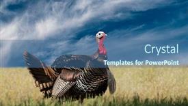  Presentation with kao tom mud - Amazing PPT theme having tom turkey strutting looking backdrop and a ocean colored foreground