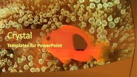  Presentation with clownfish nemo fish - Audience pleasing PPT layouts consisting of tomato anemonefish clownfish nemo fish backdrop and a crimson colored foreground