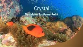  Presentation with tomato - Presentation having tomato-anemonefish-fish-clownfish background and a ocean colored foreground