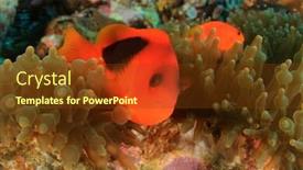  Presentation with tomato - Audience pleasing presentation theme consisting of tomato-anemonefish-fish-clownfish backdrop and a tawny brown colored foreground