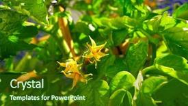  Presentation with tomato plant - Cool new slides with tomato bloom in an orchard backdrop and a forest green colored foreground