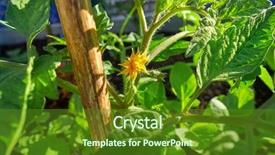  Presentation with tomato plant - Slide deck consisting of tomato bloom in an orchard background and a  colored foreground