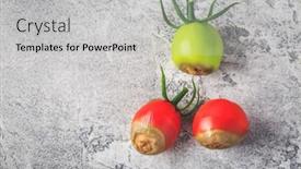  Presentation with diseases - PPT layouts consisting of tomato-diseases-blossom-end-rot background and a light gray colored foreground