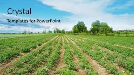  Presentation with tomato plant - Cool new theme with tomato field on bright summer backdrop and a light blue colored foreground