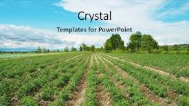  Presentation with tomato plant - PPT theme enhanced with tomato field on bright summer background and a light blue colored foreground