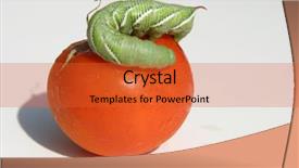  Presentation with worm - Audience pleasing presentation theme consisting of tomato horn worm caterpillar manduca backdrop and a red colored foreground