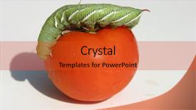  Presentation with worm - Presentation theme consisting of tomato horn worm caterpillar manduca background and a red colored foreground