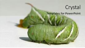  Presentation with worm - Beautiful slide set featuring tomato horn worm caterpillar manduca backdrop and a mint green colored foreground