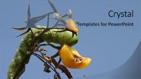  Presentation with worm - Presentation theme enhanced with tomato horn worm caterpillar manduca background and a teal colored foreground