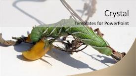  Presentation with worm - Presentation design with tomato horn worm caterpillar manduca background and a light gray colored foreground
