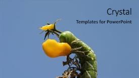  Presentation with pest - Amazing PPT theme having tomato horn worm caterpillar manduca backdrop and a teal colored foreground