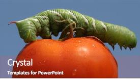  Presentation with pest - Slide deck featuring tomato horn worm caterpillar manduca background and a crimson colored foreground